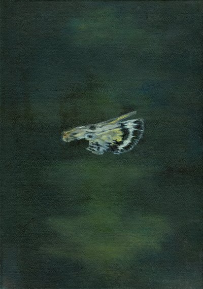 Moth Wing, 2014 by Bella Larsson